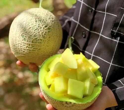 娱乐吃瓜的瓜哪里来的,探寻网络热词背后的故事